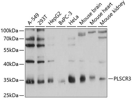 PLSCR3 antibody