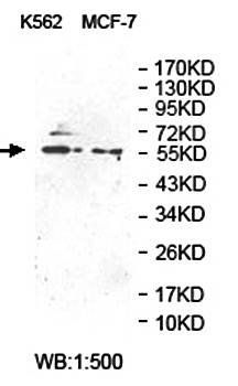 PLXDC1 Rabbit Polyclonal Antibody