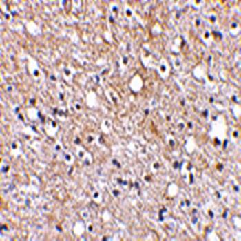 Plxdc2 Antibody