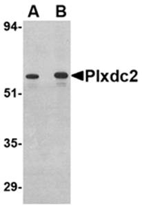 Plxdc2 Antibody