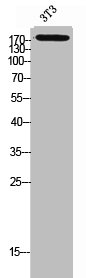 PLXNC1 antibody