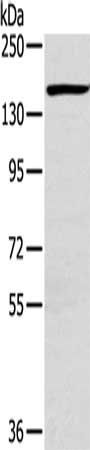 PLXND1 antibody