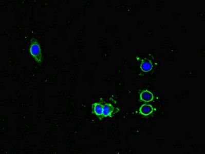 PMAIP1 Antibody