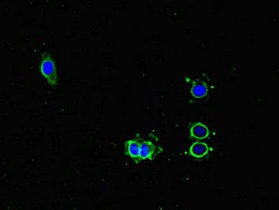 PMAIP1 antibody