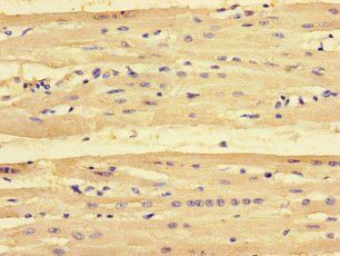 PMAIP1 Antibody