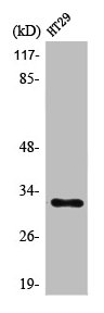 PMEPA1 Antibody