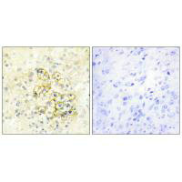 PMEPA1 antibody