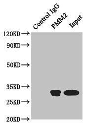 PMM2 Antibody