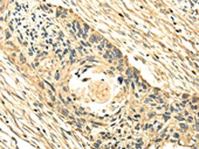 PMP2 Antibody
