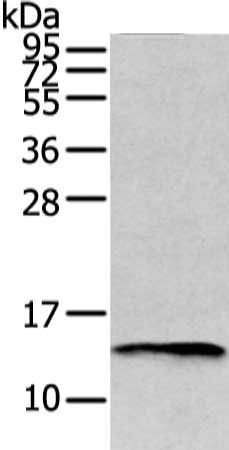 PMP2 antibody