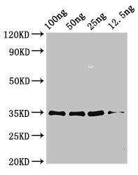 aspf3 Antibody