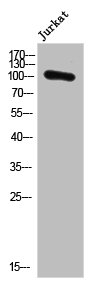 PMS1 Antibody