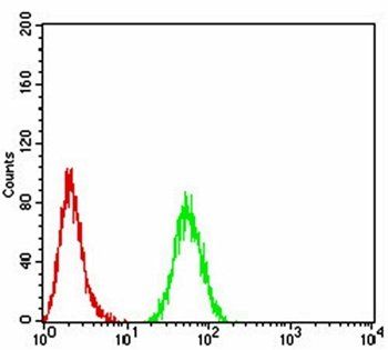 PMS2 Antibody