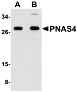 PNAS4 Antibody