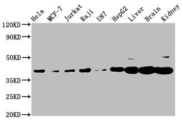 PNCK antibody