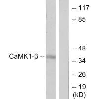 PNCK antibody