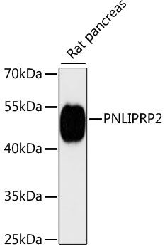 PNLIPRP2 antibody