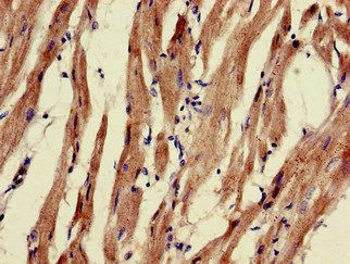 PNLIPRP3 Antibody