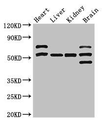 PNLIPRP3 antibody