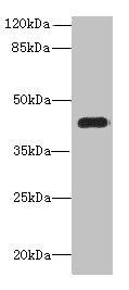 PNMA1 Antibody