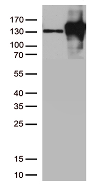 PNMT Antibody