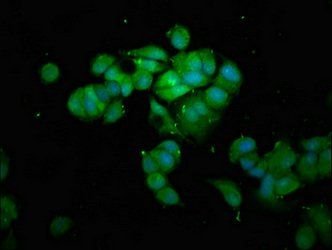 PNMT Antibody