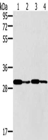 PNMT Antibody