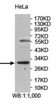 PNO1 Rabbit Polyclonal Antibody