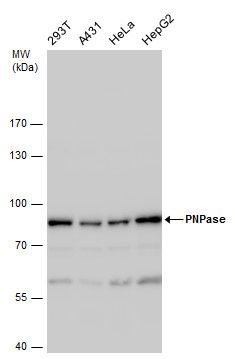 PNPase antibody