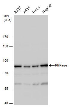 polyribonucleotide nucleotidyltransferase 1 Antibody