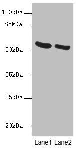 PNPLA2 Antibody