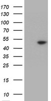 PNPO Antibody