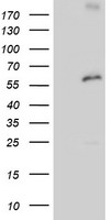 PNPO Antibody