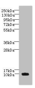 PNRC2 Antibody