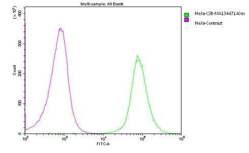 Podocalyxin antibody