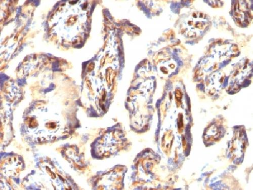 Podocalyxin (PODXL) (Hematopoietic Stem Cell Marker) Antibody