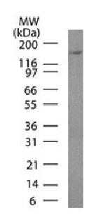 Podocalyxin (PODXL) (Hematopoietic Stem Cell Marker) Antibody