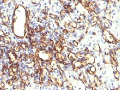 Podocalyxin (PODXL) (Hematopoietic Stem Cell Marker) Antibody