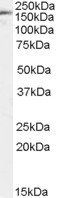 PODXL Antibody