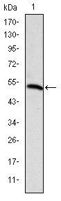 PODXL Antibody