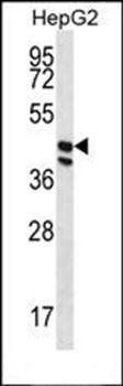 POFUT1 antibody