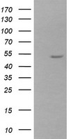 POFUT2 Antibody
