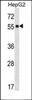 POFUT2 antibody