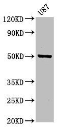 POFUT2 antibody