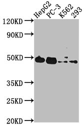 POGLUT1 Antibody