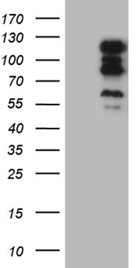 POLA2 Antibody