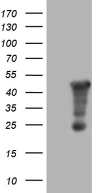 POLA2 Antibody