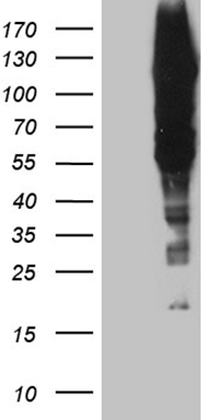 POLA2 Antibody