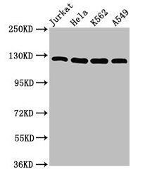 POLD1 antibody