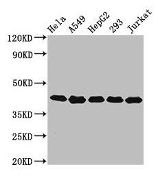 POLDIP3 Antibody
